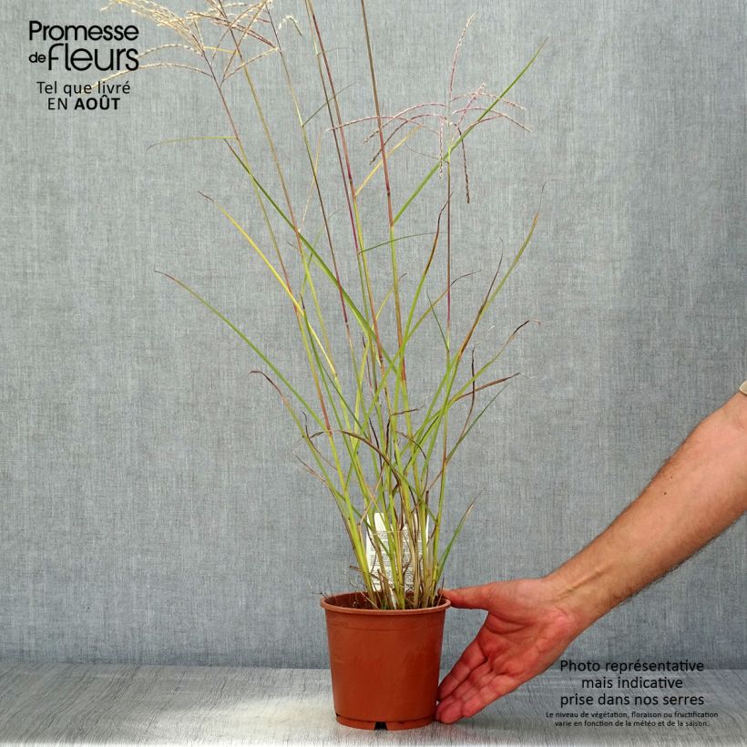 Spécimen de Miscanthus sinensis Kleine Fontäne (Petite Fontaine) Pot de 1L/1,5L tel que livré en été