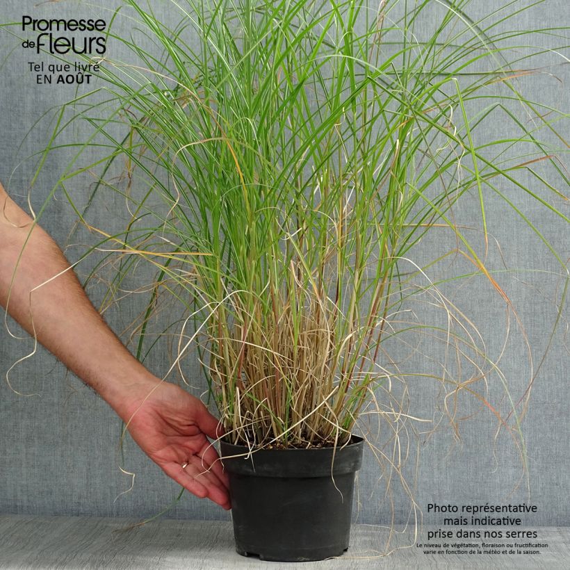 Spécimen de Miscanthus sinensis Kleine Silberspinne - Roseau de Chine Pot de 4L/5L tel que livré en été