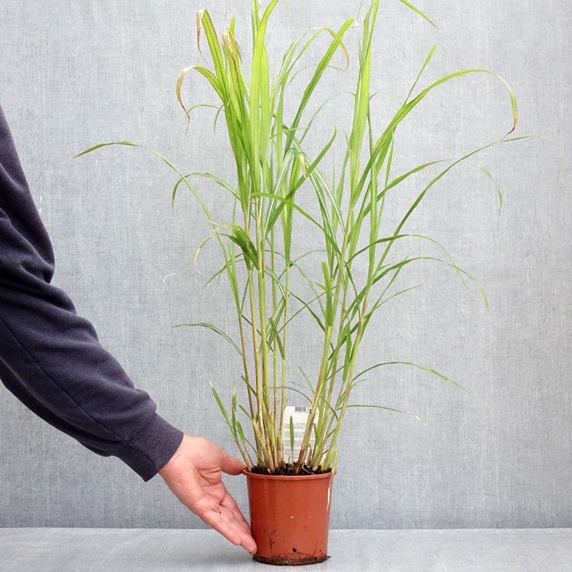 Example of Miscanthus sinensis Malepartus - Eulalie, Roseau de Chine Pot de 1L/1,5L as you get in printemps