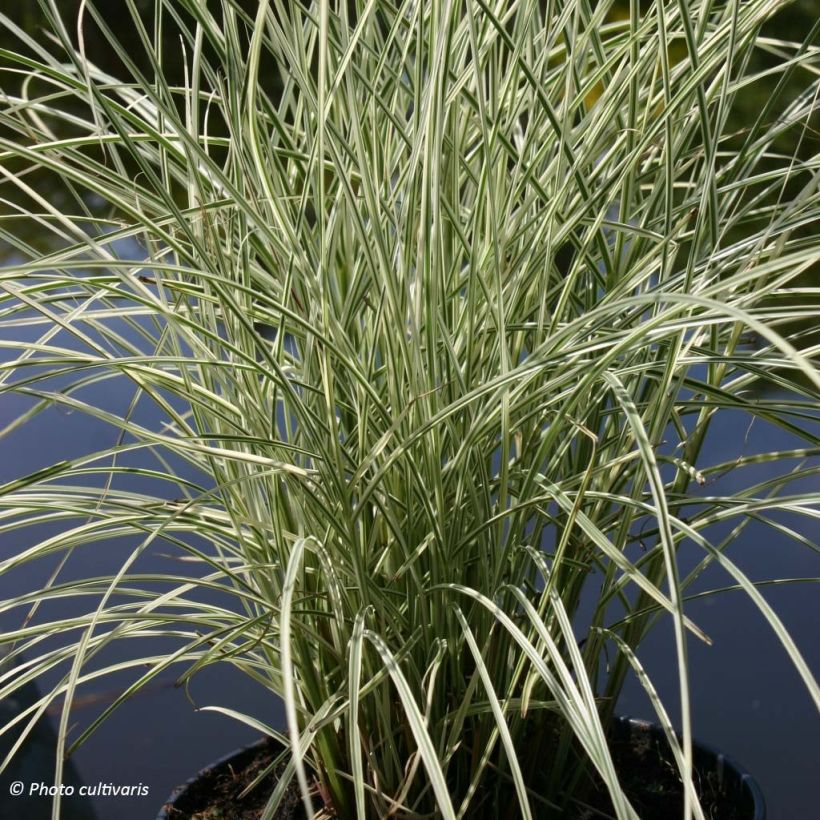 Miscanthus sinensis Morning Bright - Roseau de Chine (Plant habit)