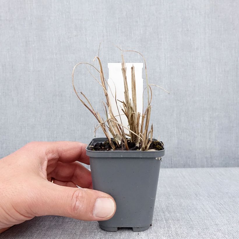 Example of Miscanthus sinensis Morning Bright - Roseau de Chine Godet de 8/9 cm as you get in printemps