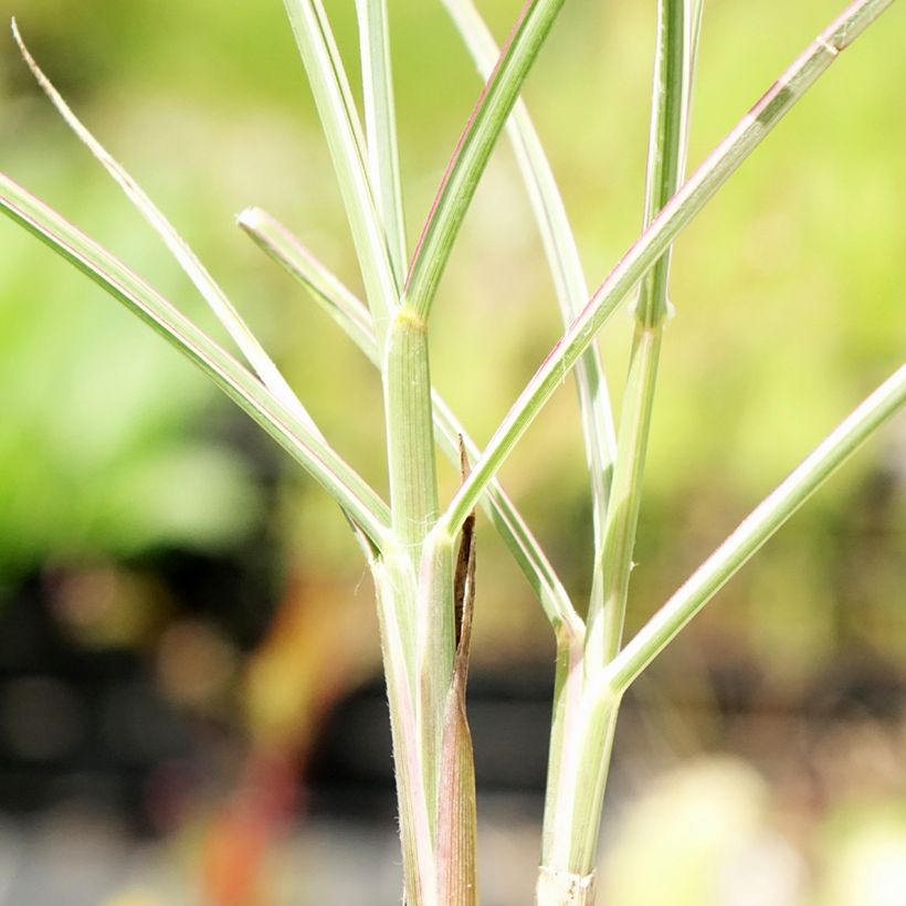 Miscanthus sinensis Morning Bright - Roseau de Chine (Foliage)