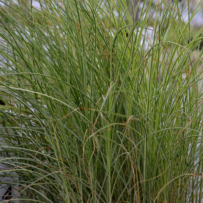Miscanthus sinensis Morning Light - Eulalie, Roseau de Chine (Foliage)