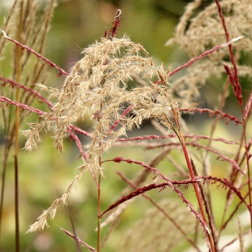 Miscanthus sinensis Samurai - Roseau de Chine (Flowering)