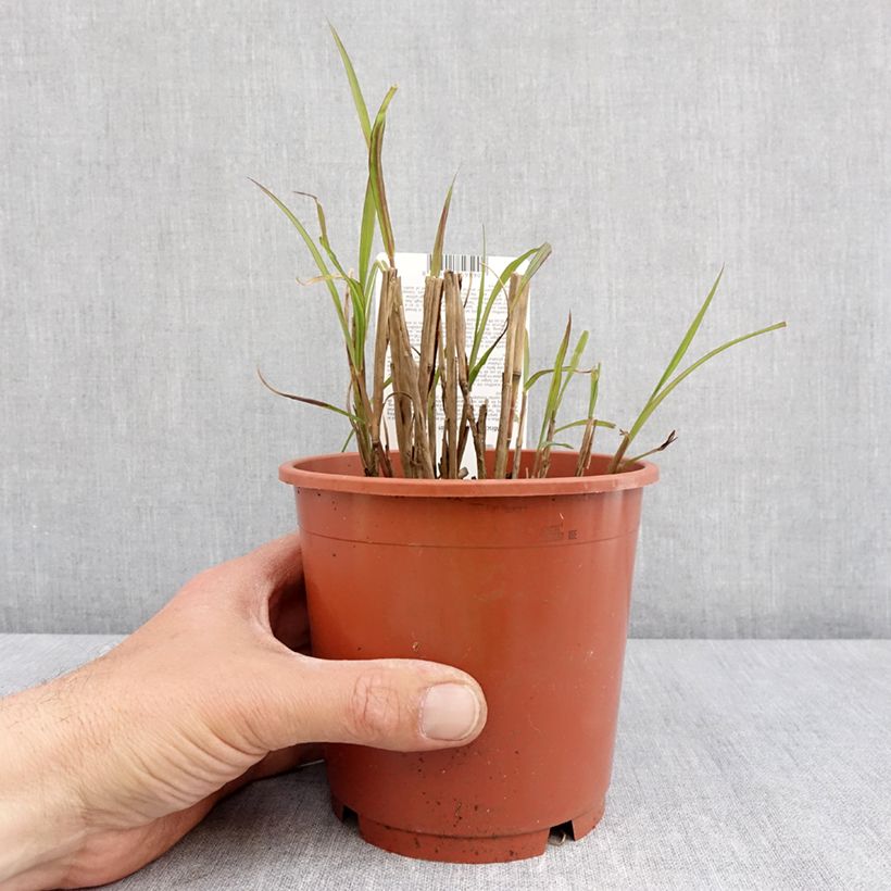 Example of Miscanthus sinensis Samurai - Roseau de Chine Pot de 1L/1,5L as you get in printemps