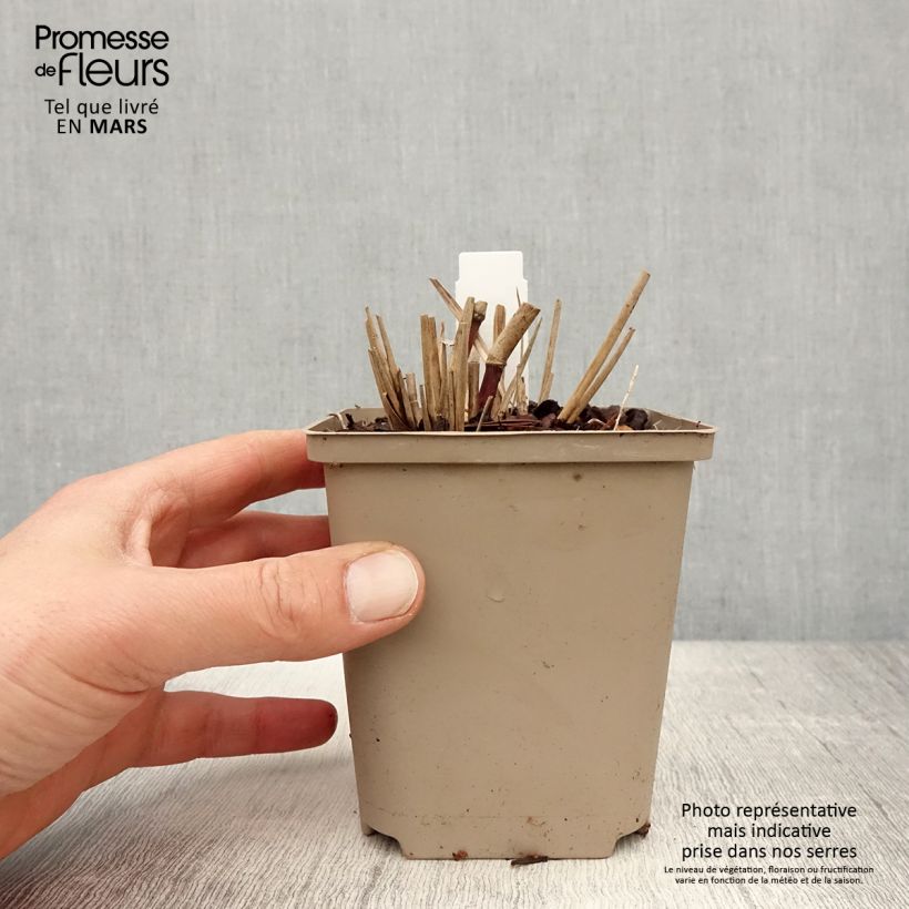 Example of Miscanthus sinensis Sarabande - Eulalie, Roseau de Chine Godet de 8/9 cm as you get in printemps