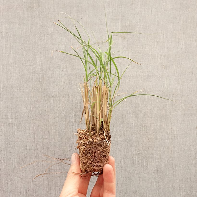 Spécimen de Miscanthus sinensis Strictus Dwarf - Roseau de Chine Mini-motte Ø 3/4 cm tel que livré au printemps