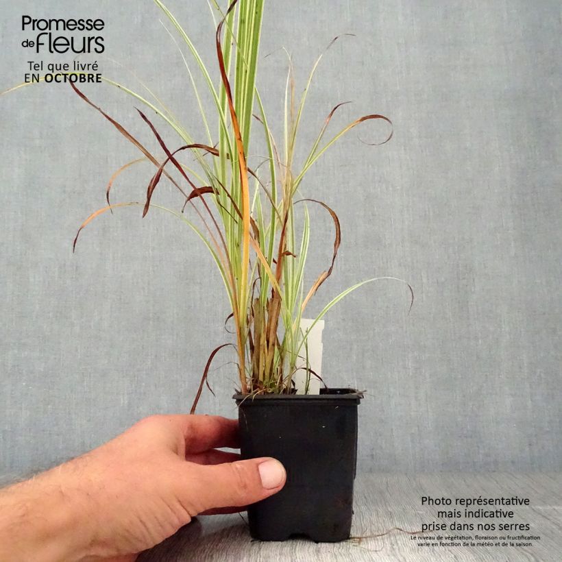 Spécimen de Miscanthus sinensis Variegatus - Roseau de Chine Godet de 8/9 cm tel que livré en automne