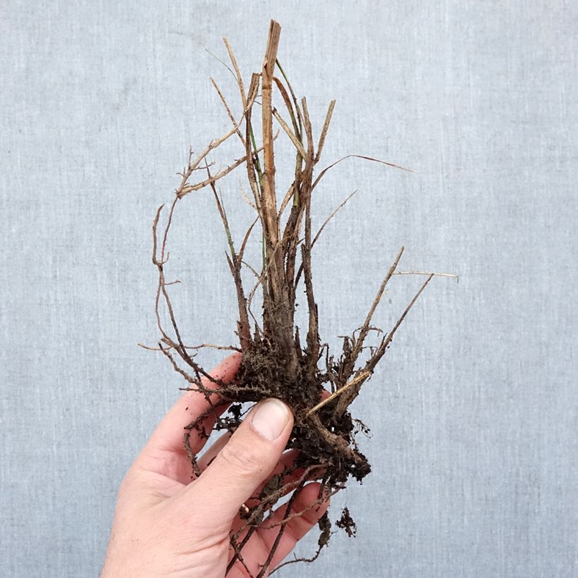 Spécimen de Miscanthus sinensis Yaku-Jima - Roseau de Chine  Racines nues tel que livré en hiver