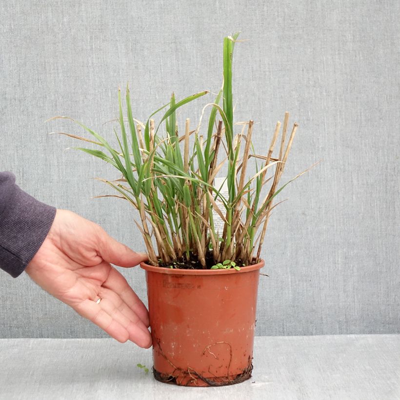 Spécimen de Miscanthus transmorrisonensis - Roseau de Chine Pot de 1L/1,5L tel que livré en automne