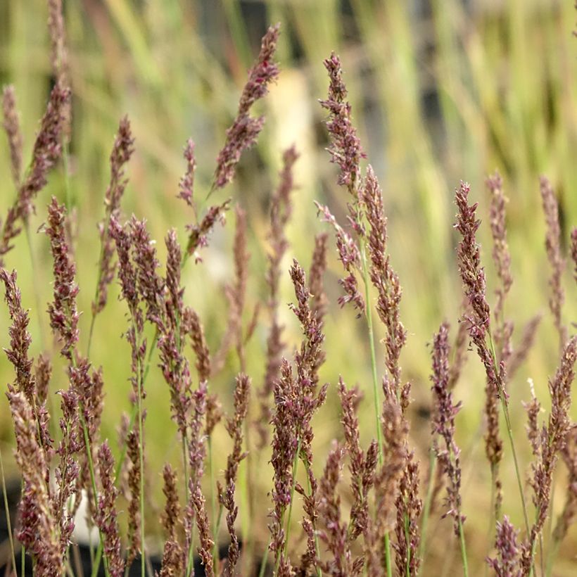 Molinia caerulea Heidezwerg - Molinie bleue à fleurs pourpre (Flowering)