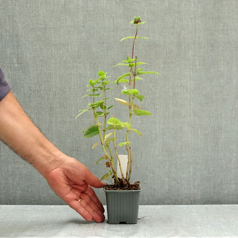 Spécimen de Monarda Bee True - Monarde Godet de 8/9 cm tel que livré en été