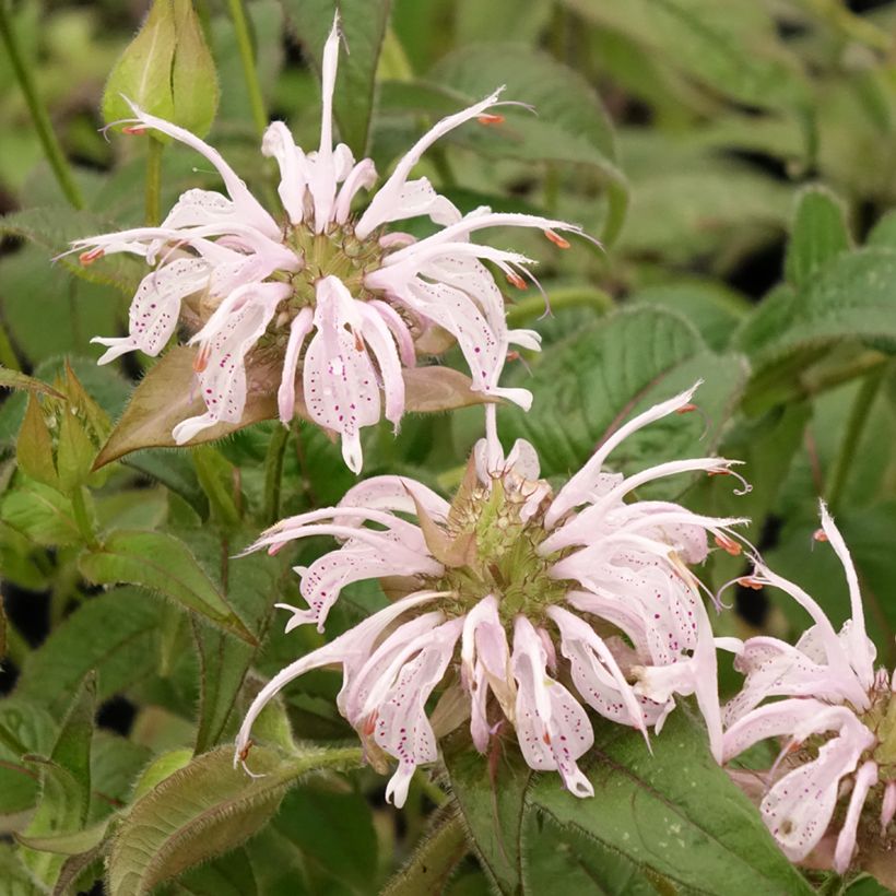 Monarde bradburiana - Bergamote sauvage (Floraison)