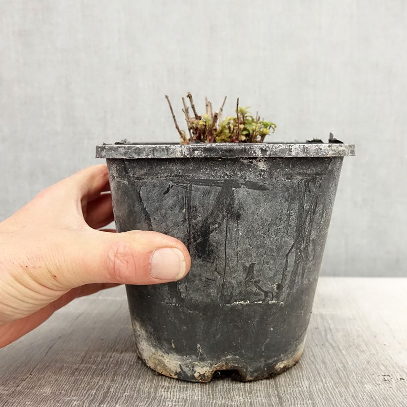 Spécimen de Monarde Cranberry Lace - Bergamote rose pourpré Pot de 1,5L/2L tel que livré au printemps