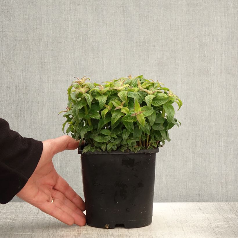 Spécimen de Monarde Sugar Buzz Pink Frosting - Bergamote rose Pot de 1,5L/2L tel que livré au printemps