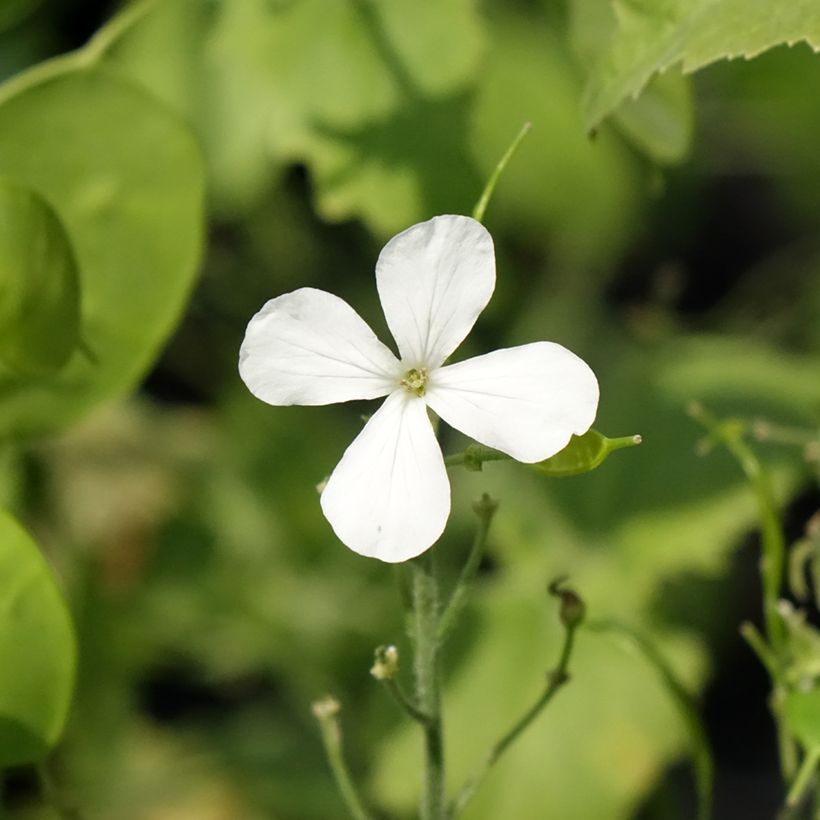 Monnaie du Pape Blanche - Lunaria annua Alba (Floraison)