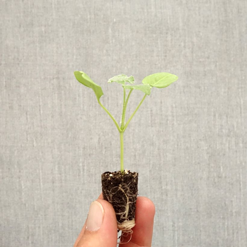 Spécimen de Monnaie du Pape Blanche - Lunaria annua Alba Mini-motte Ø 1,5/2,5 cm, Plant vert de 3 à 5 cm de haut environ tel que livré en automne