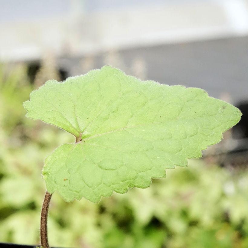 Monnaie du Pape - Lunaria annua (Feuillage)