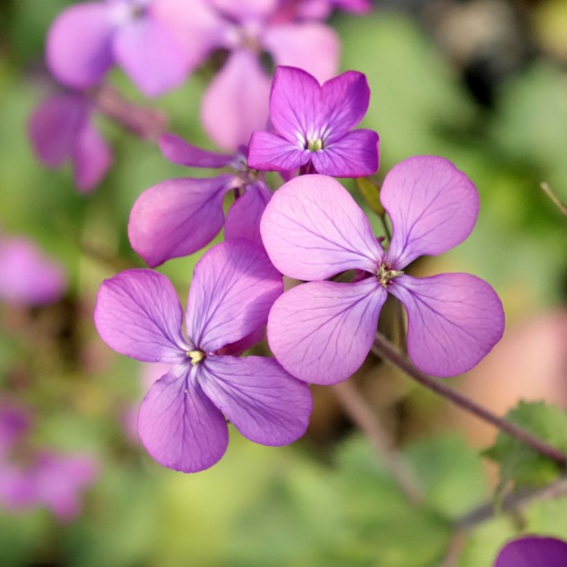 Monnaie du Pape - Lunaria annua (Floraison)
