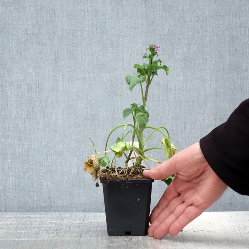 Spécimen de Monnaie du Pape - Lunaria annua Godet de 8/9 cm tel que livré au printemps