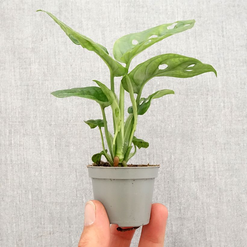 Spécimen de Monstera adansonii Mini-plante tel que livré au printemps