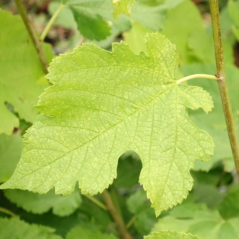 Morus acidosa Mulle - Mûrier de Corée (Feuillage)