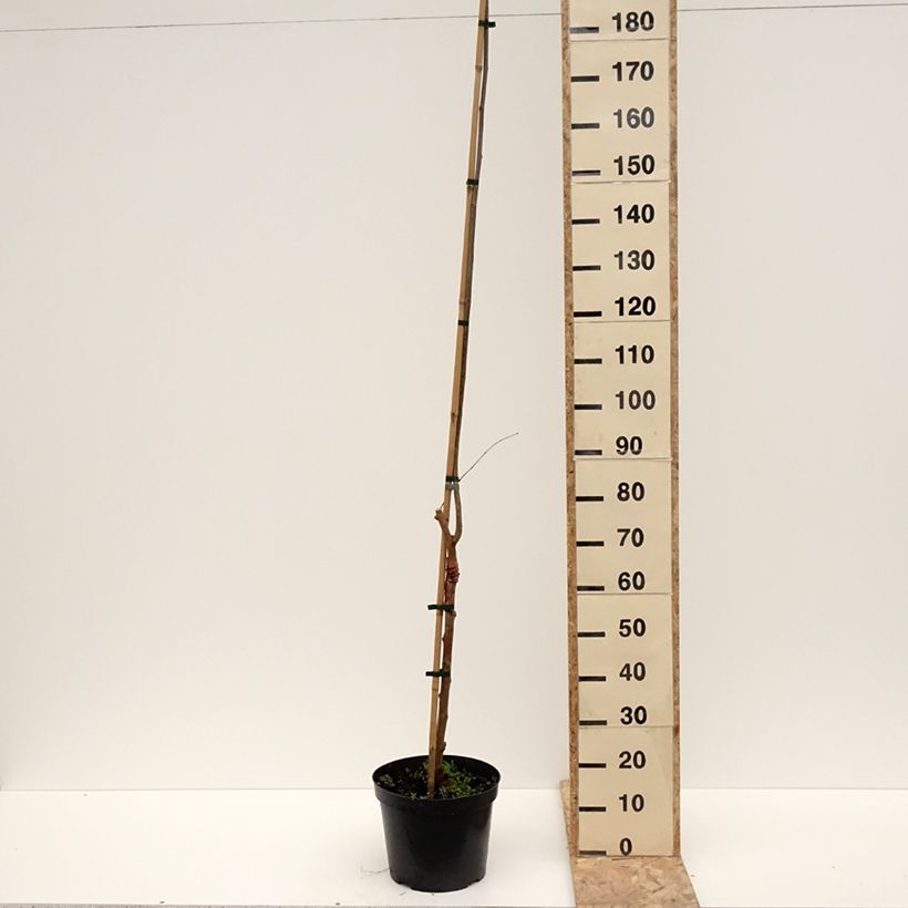 Spécimen de Morus alba Bistro - Mûrier blanc Pot de 4L/5L tel que livré en hiver