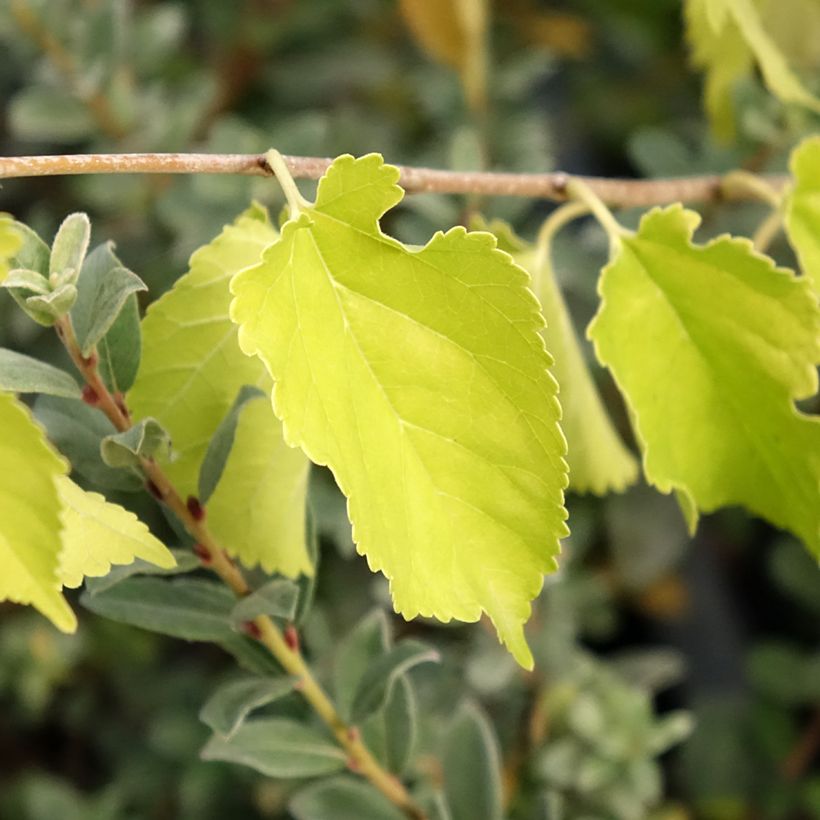 Morus alba Milanowek - Mûrier blanc (Feuillage)