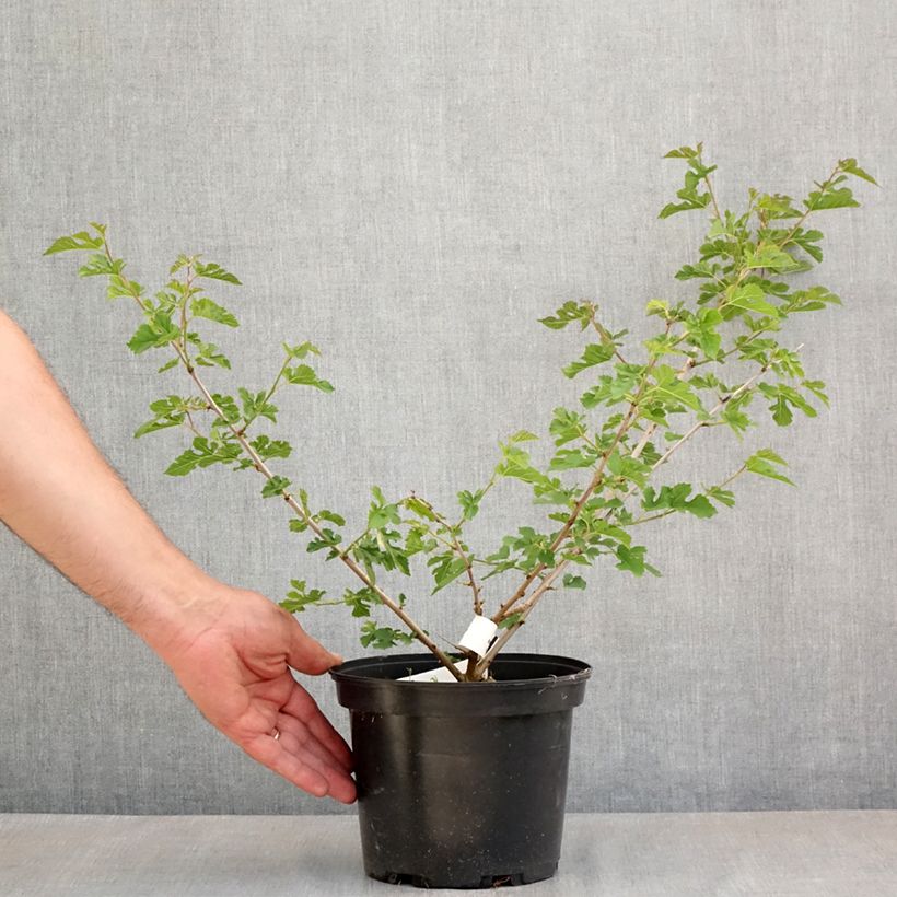 Spécimen de Morus alba Milanowek - Mûrier blanc Pot de 3L/4L tel que livré au printemps