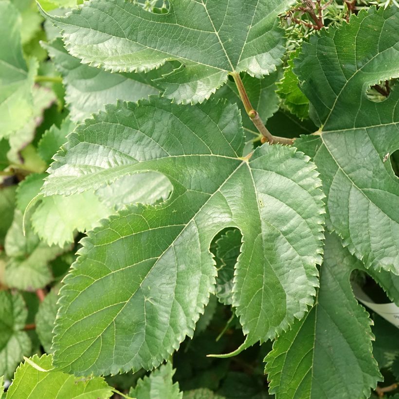 Morus alba Shin Tso - Mûrier blanc (Feuillage)