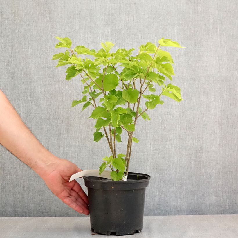 Spécimen de Morus alba Shin Tso - Mûrier blanc Pot de 3L/4L tel que livré au printemps