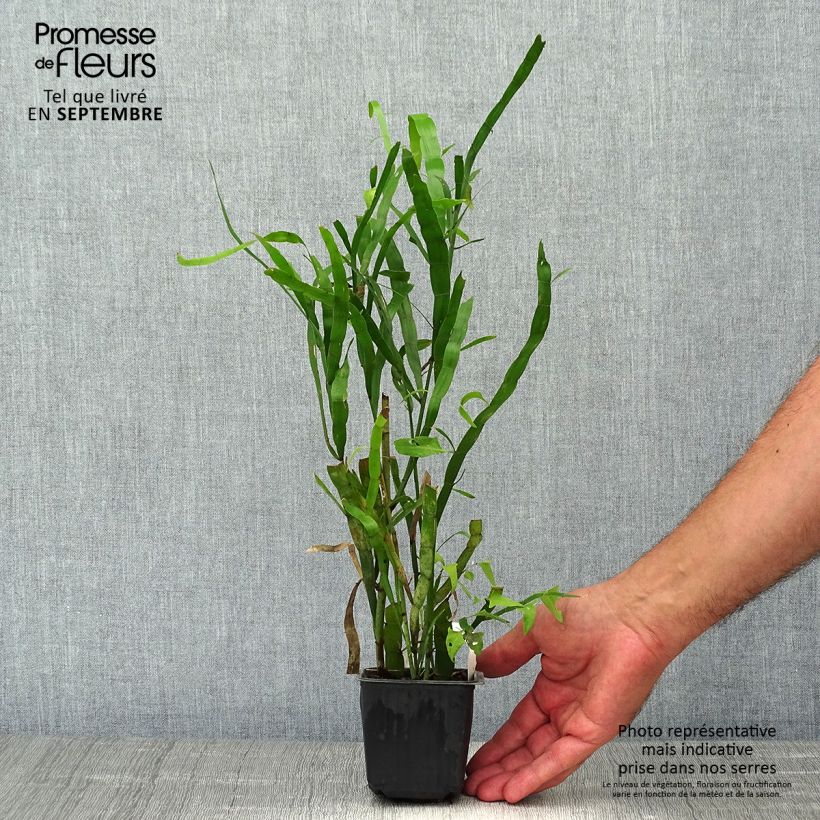 Spécimen de Muehlenbeckia platyclada - Plante ruban Godet de 8/9 cm tel que livré en automne
