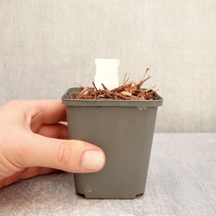 Example of Muguet Géant de Fortin - Convallaria majalis Fortin's Giant Godet de 8/9 cm as you get in hiver