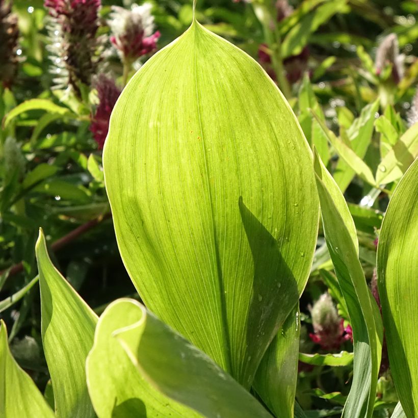 Muguet panaché - Convallaria majalis Hardwick Hall (Foliage)