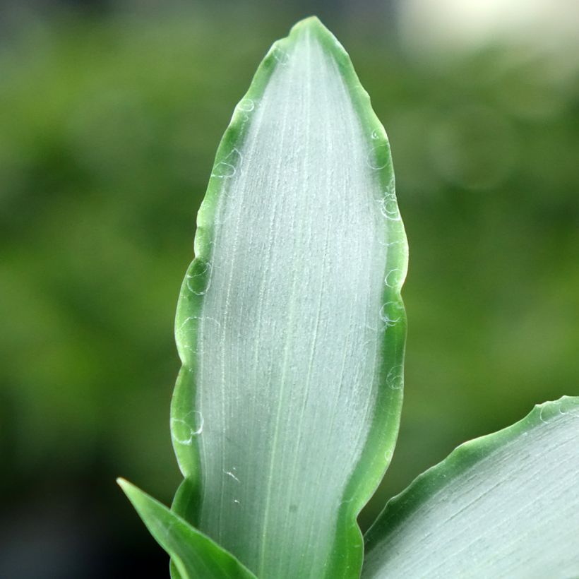 Murdannia Bright Star (Feuillage)