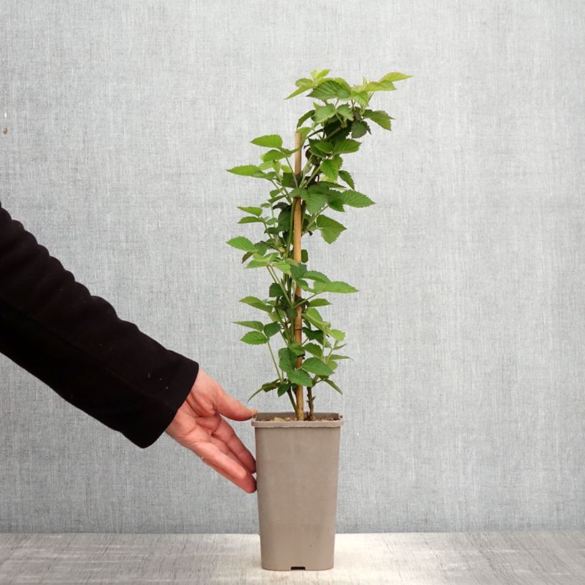 Spécimen de Mûre sans épines Loch Maree - Rubus fruticosus  Pot de 1,5L/2L tel que livré au printemps