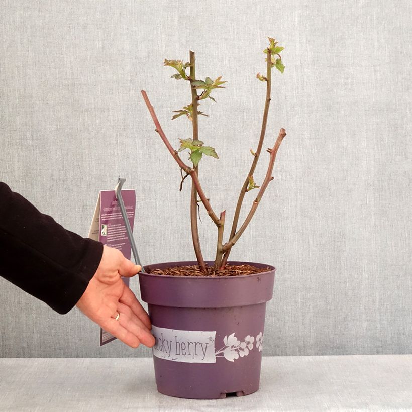 Spécimen de Mûre naine Lucky Berry - Rubus fruticosus Pot de 4L/5L, Touffe tel que livré au printemps