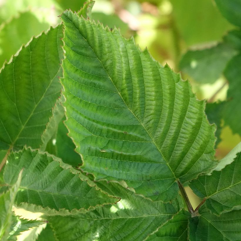 Mûre sans épine Navaho The Big Easy (Feuillage)