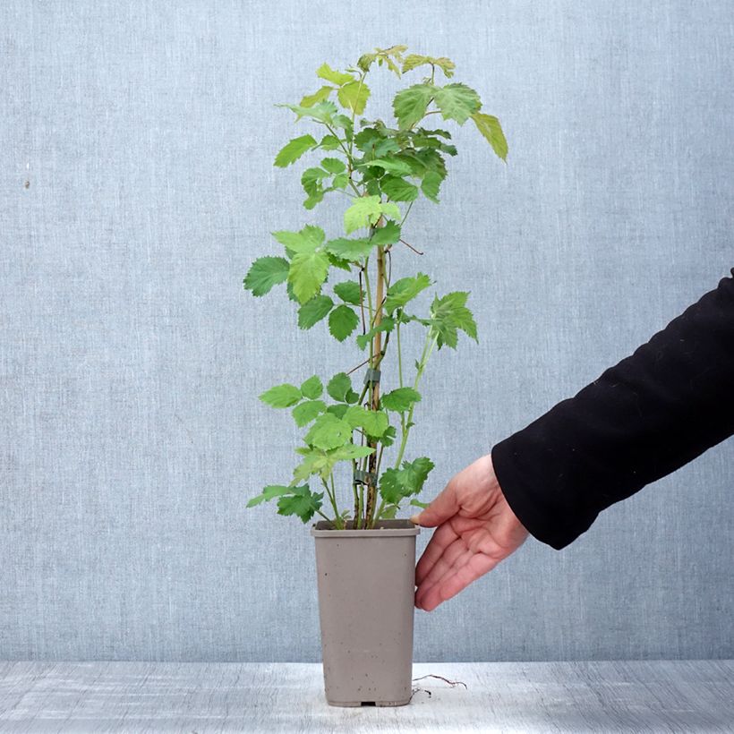 Spécimen de Mûre sans épines Columbia Star Pot de 1,5L/2L tel que livré au printemps