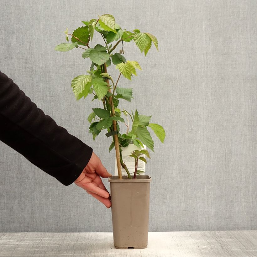 Spécimen de Mûre sans épines Dirksen Thornless - Rubus fruticosus  Pot de 1,5L/2L tel que livré au printemps