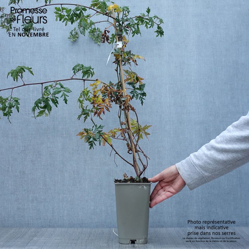 Spécimen de Mûre sans épines Geante Des Jardins Pot de 2L/3L tel que livré en automne