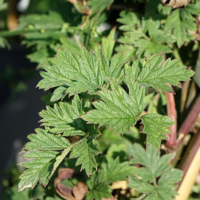 Mûre sans épines Geante Des Jardins (Feuillage)