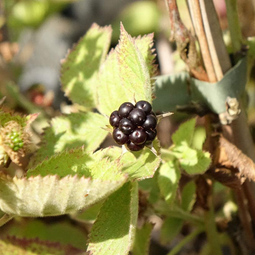 Mûre sans épines Loch Maree - Rubus fruticosus  (Récolte)
