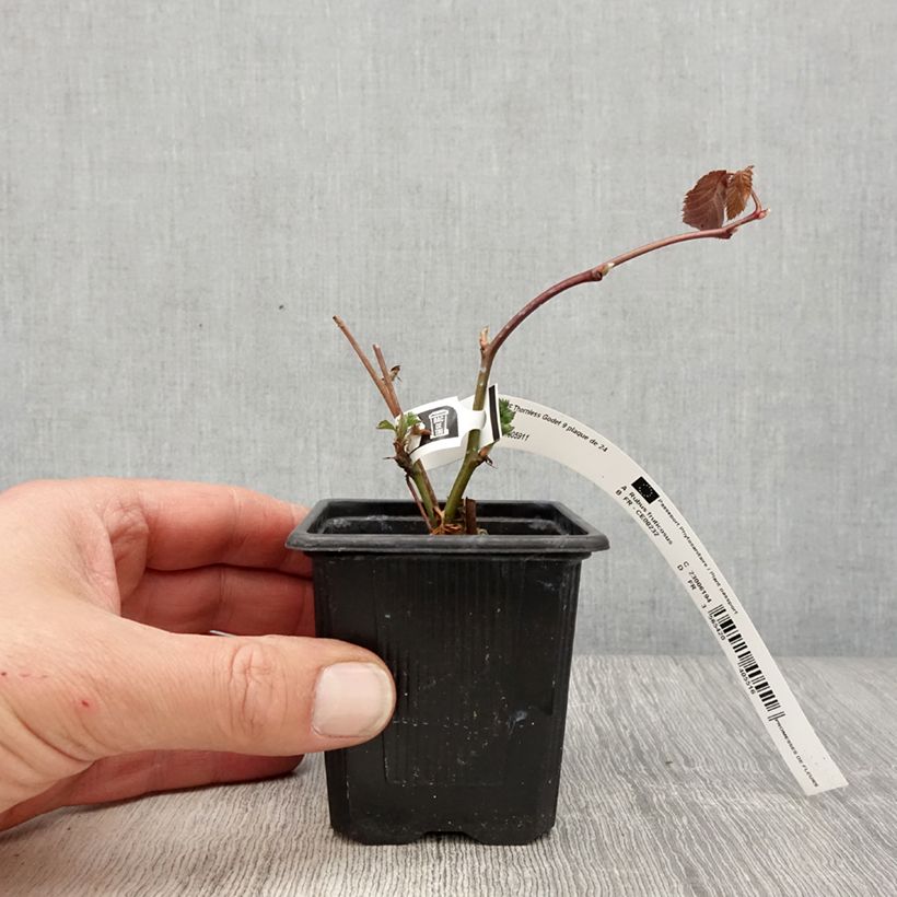 Spécimen de Mûre sans épines Oregon Thornless Godet de 8/9 cm tel que livré au printemps