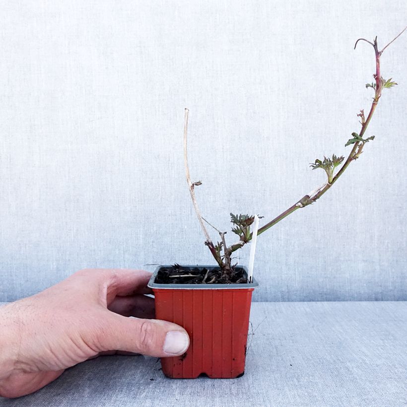 Spécimen de Mûre sans épines Thornless Evergreen Godet de 8/9 cm tel que livré au printemps