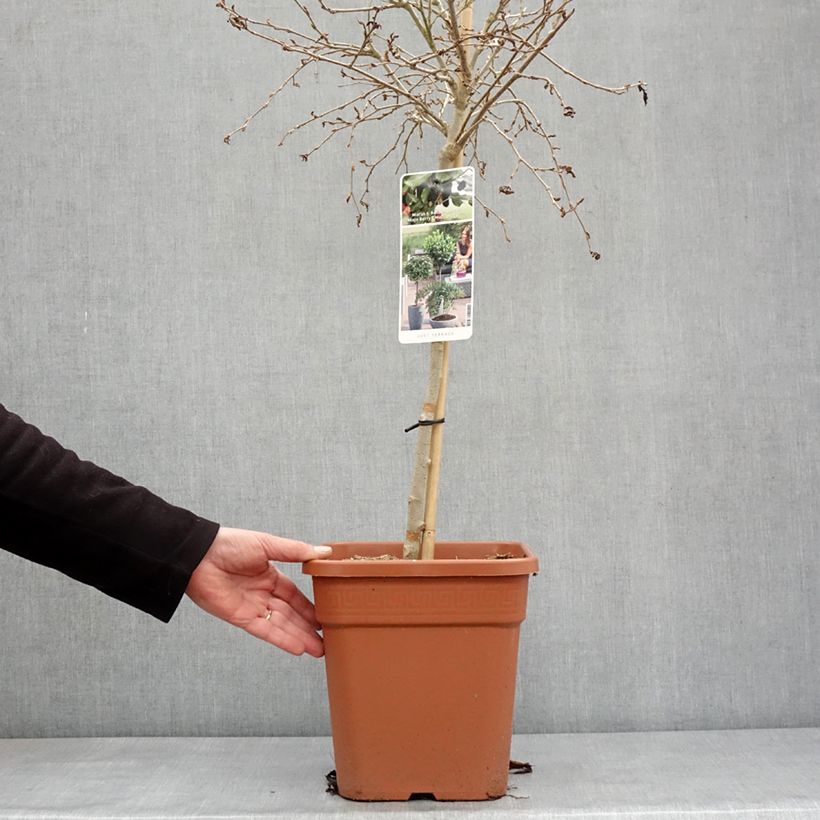 Example of Mûrier nain Mojo Berry - Morus rotundiloba Pot de 7,5L/10L, 1/4 de tige, Tige de 40 cm as you get in hiver