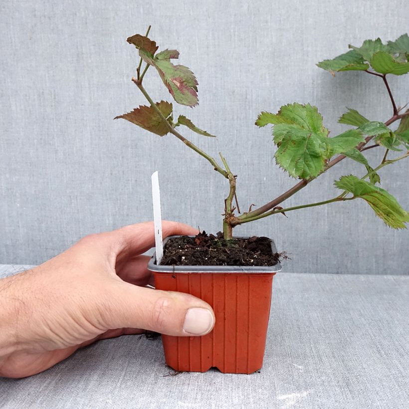 Spécimen de Mûrier sans épines Triple Crown Godet de 8/9 cm tel que livré en automne