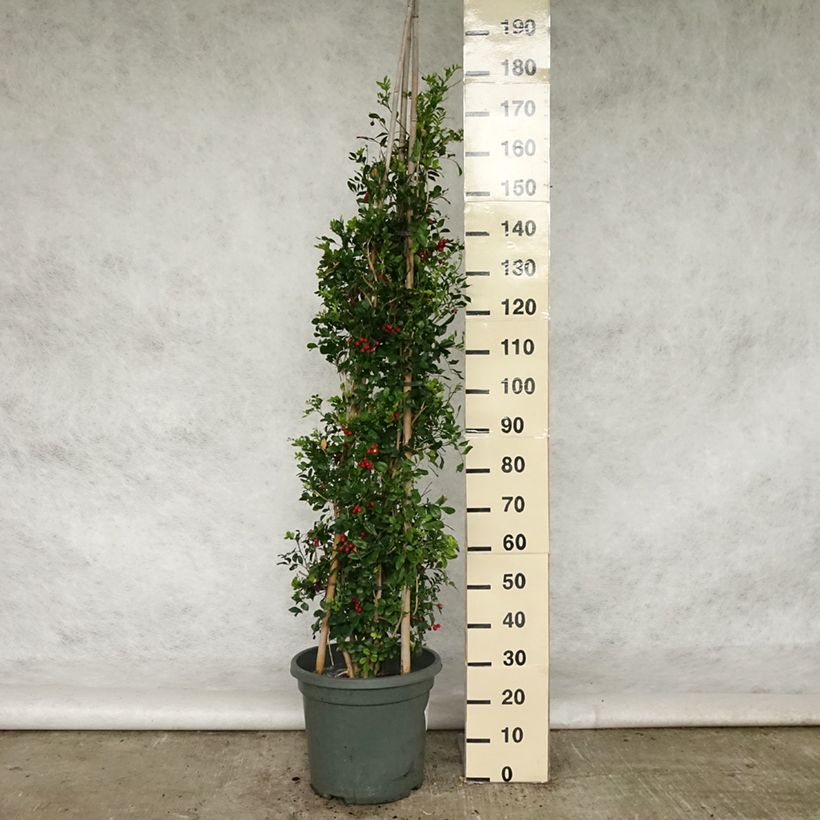 Spécimen de Murraya paniculata - Buis de Chine, Bois jasmin Pot de 12L/15L tel que livré au printemps