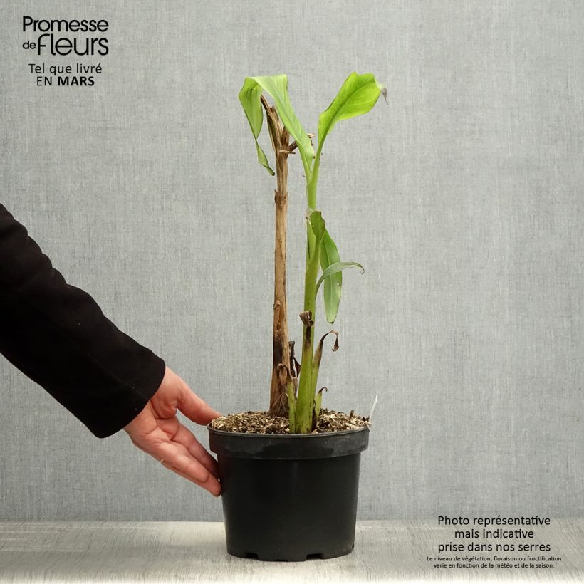 Spécimen de Musa basjoo Sakhalin - Bananier du Japon Pot de 3L/4L, Stipe 20/30 tel que livré au printemps