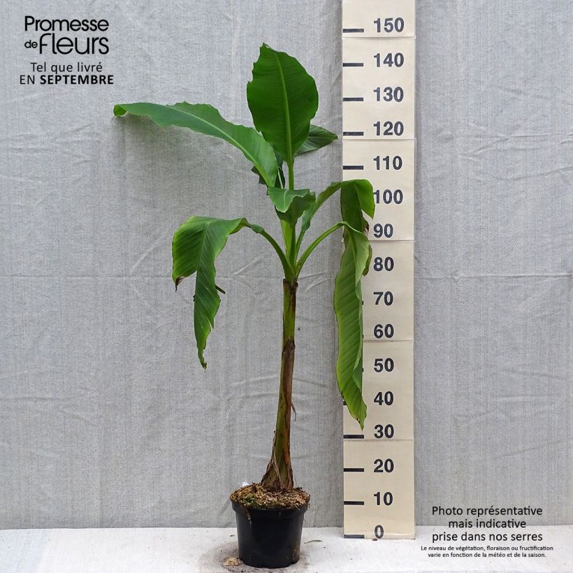 Spécimen de Musa basjoo Sakhalin - Bananier du Japon Pot de 4L/5L tel que livré en automne